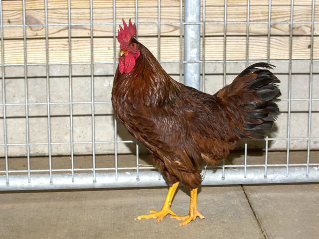 Last week's pet, still available: Soren